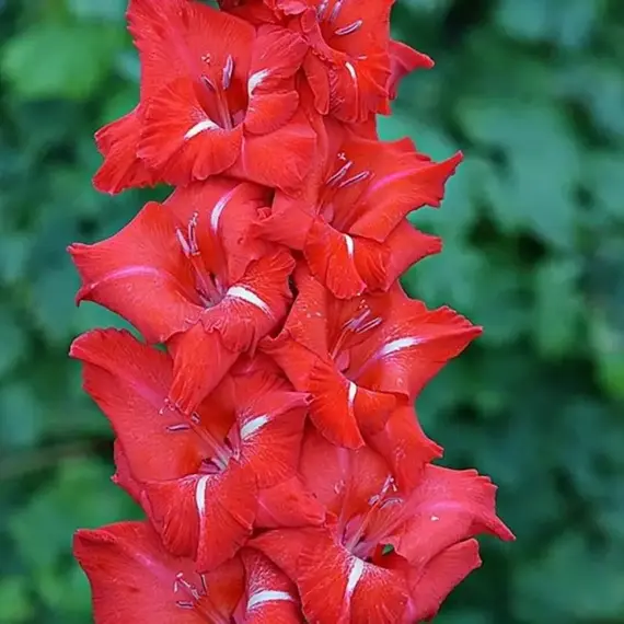 Гладиолус Юг