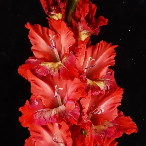 Гладиолус Горящий Абсент