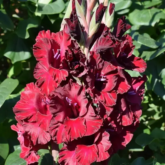 Гладиолус Редженси