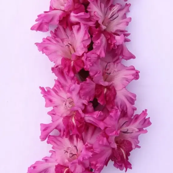 Гладиолус Ночной Шторм