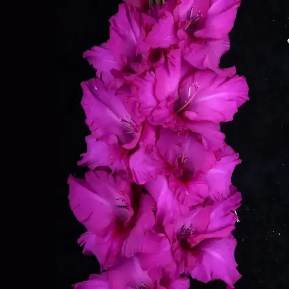 Гладиолус Святогор