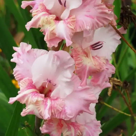 Гладиолус Розовый Мираж