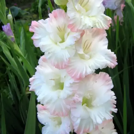 Гладиолус Русская Красавица