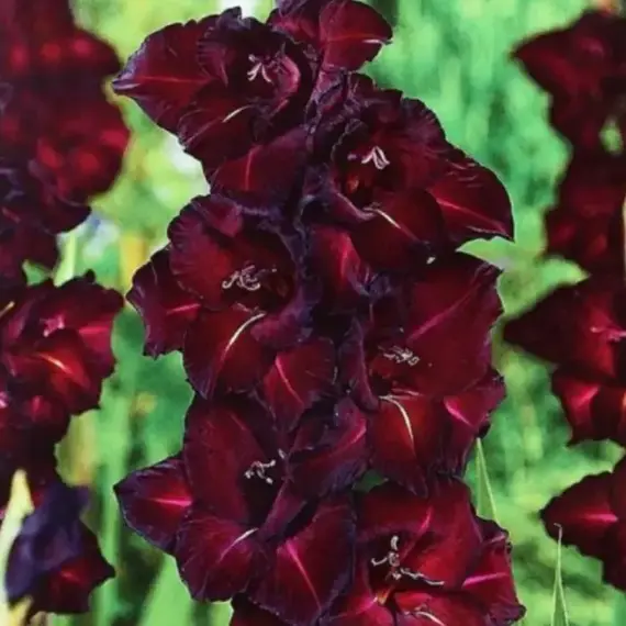 Гладиолус Черный Жемчуг