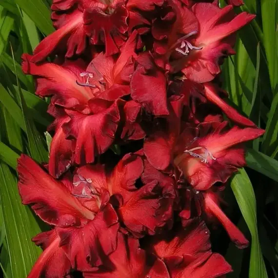 Гладиолус Арабика