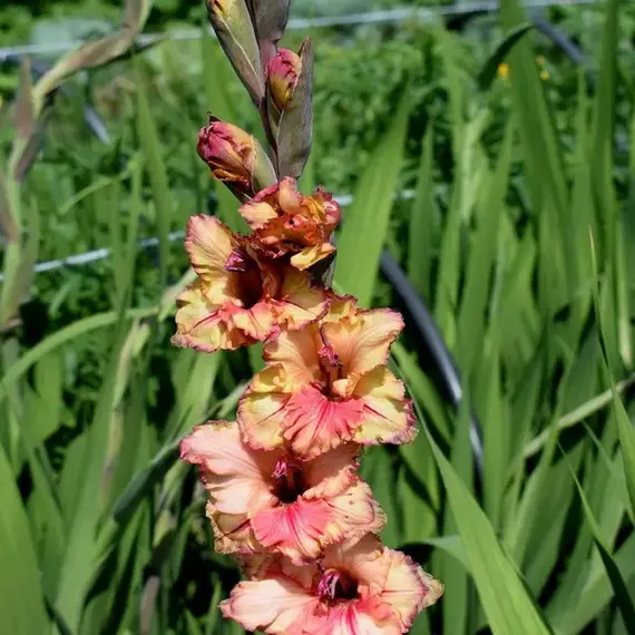 Гладиолус Багрянец Осени