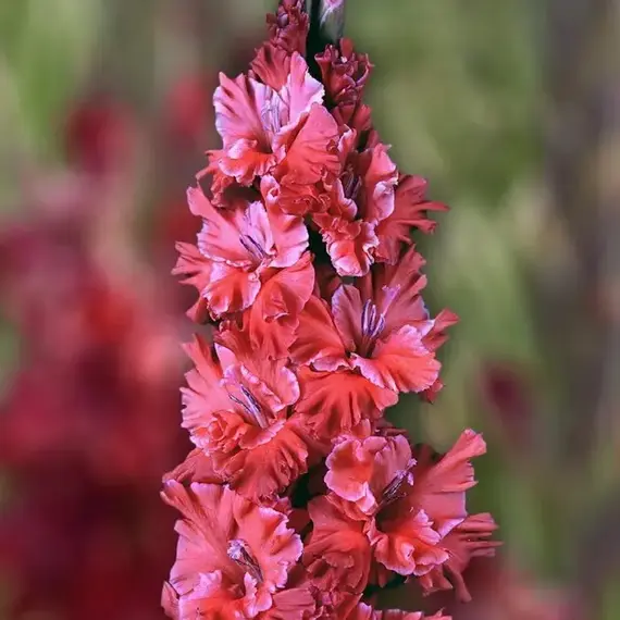 Гладиолус Вождь Краснокожих