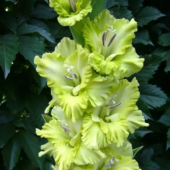 Гладиолус Зеленая Вуаль