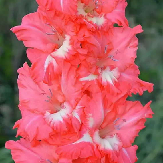 Гладиолус Красная Площадь