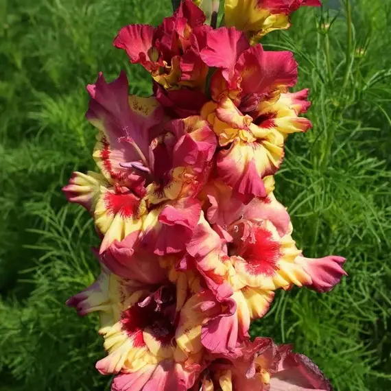 Гладиолус Марго