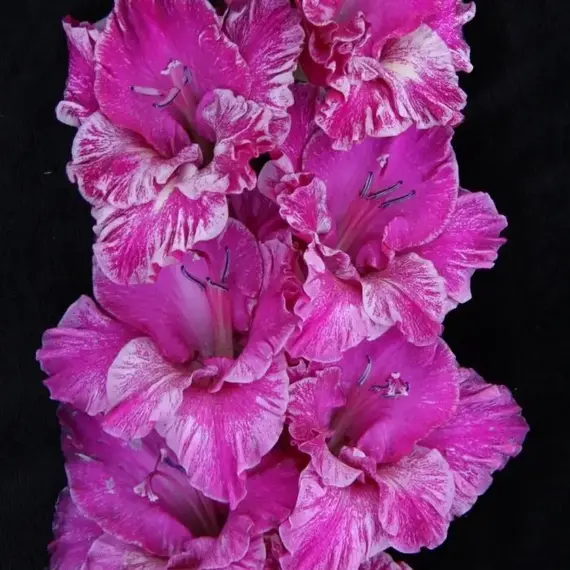 Гладиолус Невская Мозаика