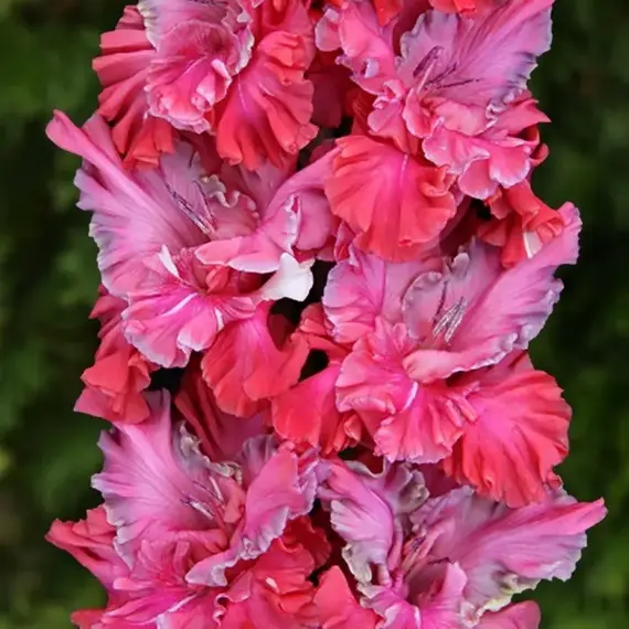 Гладиолус Перпендикулярный мир