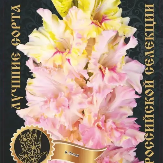 Гладиолус Подарок Любимой