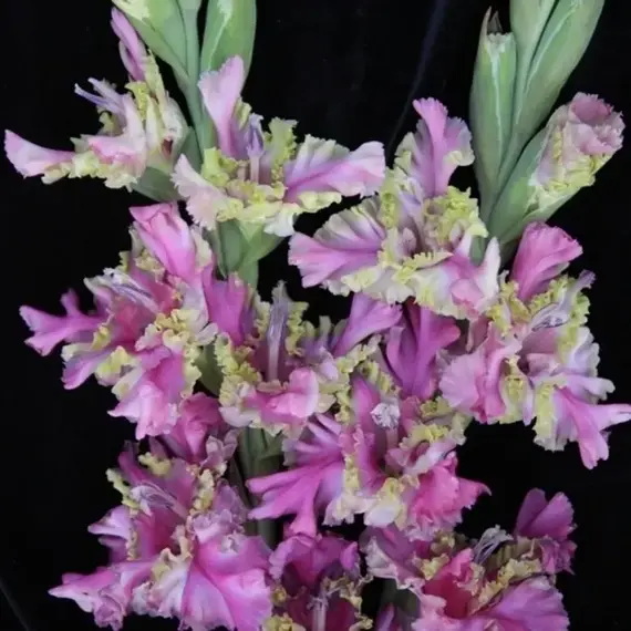 Гладиолус Потому что Гладиолус