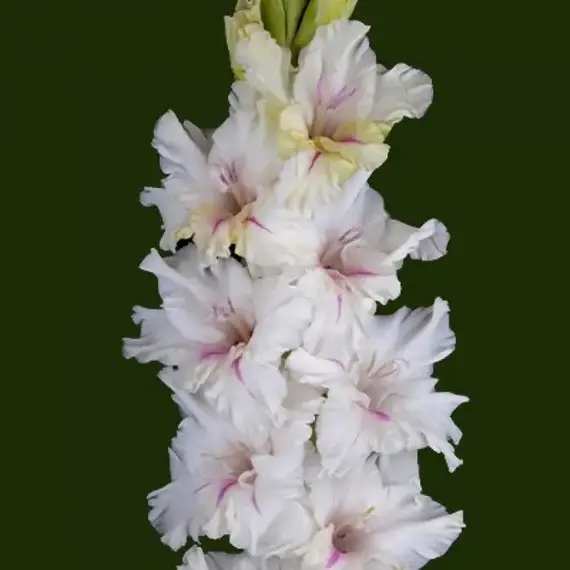 Гладиолус Романтик