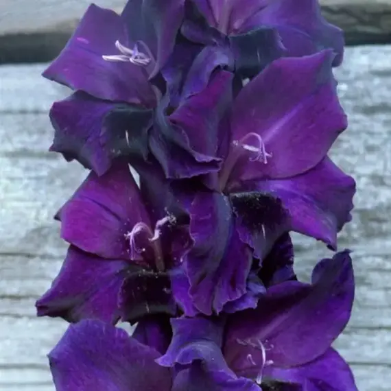 Гладиолус Шипшейн