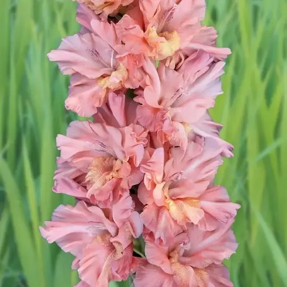 Гладиолус Шоколадное Парфэ