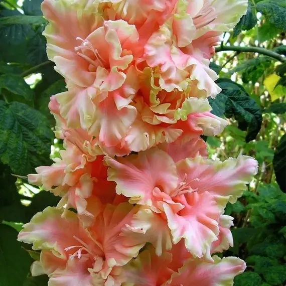 Гладиолус Эдита Пьеха