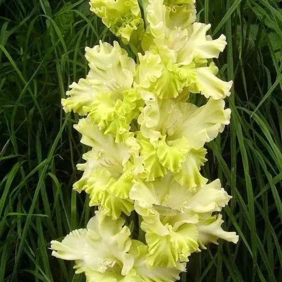 Гладиолус Кемерово