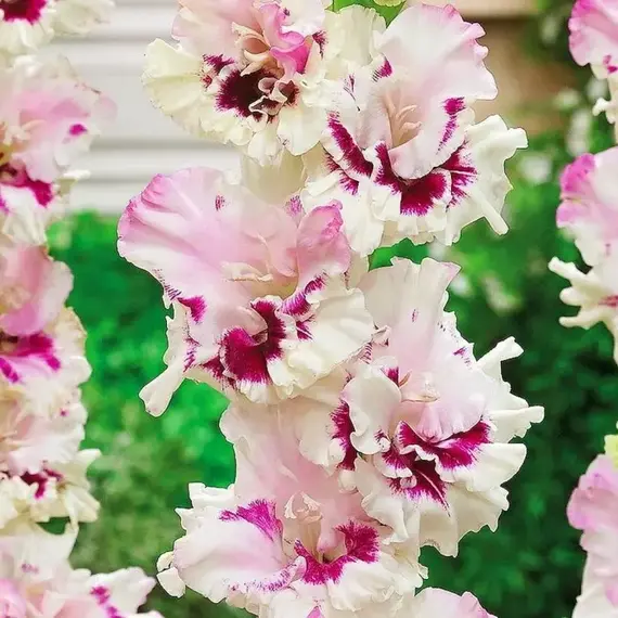 Гладиолус Мезья