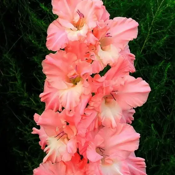 Гладиолус Томск