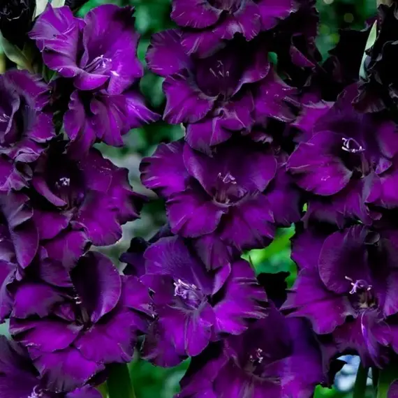 Гладиолус Момбаса