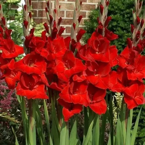 Гладиолус Оскар