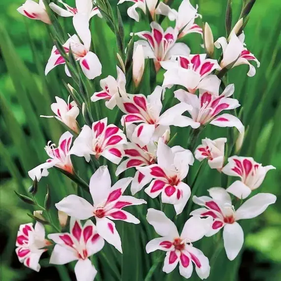 Гладиолус карликовый Принс Клаус