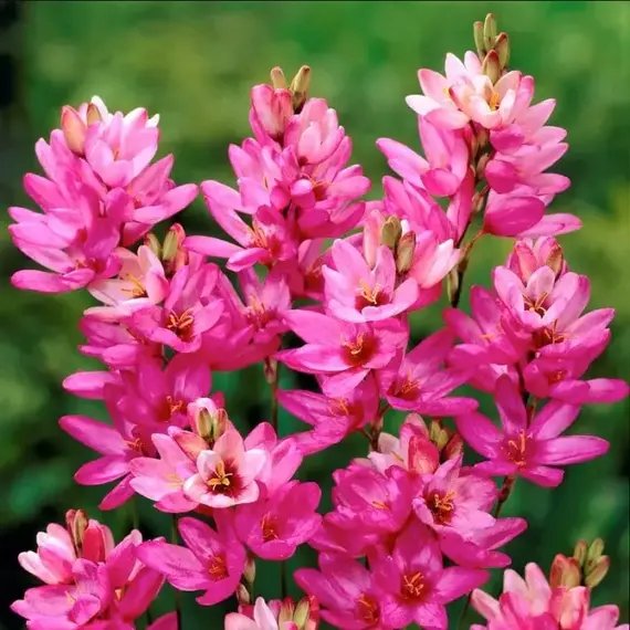 Иксия Роуз Эмперор