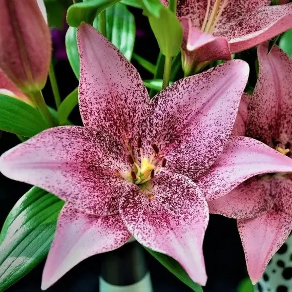 Лилия Свит Шугар ЛА-гибрид