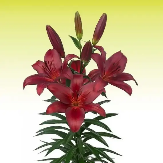 Лилия Баталеон ТА-гибрид