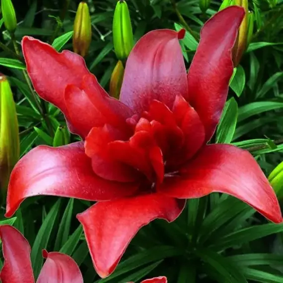 Лилия Болд Игл азиатская