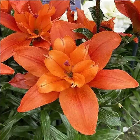 Лилия Кэдди азиатская