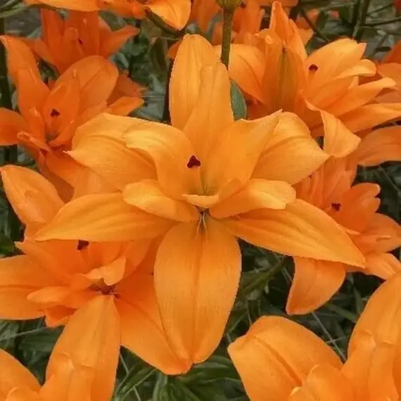 Лилия Форехэнд ЛА-гибрид