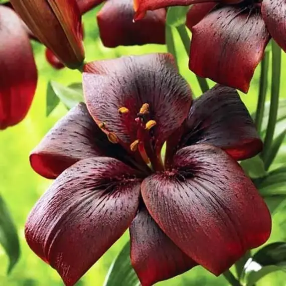 Лилия Роял Кисс азиатская