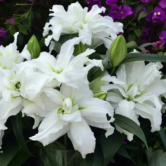 Лилия Анжела розовидная восточная