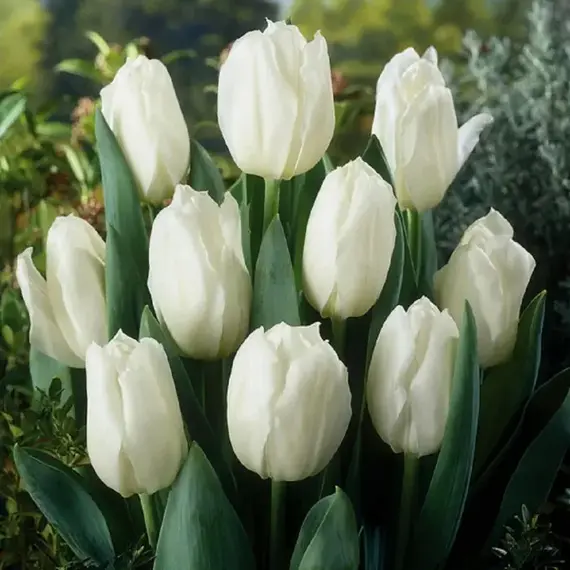 Тюльпан Уайт Марвел