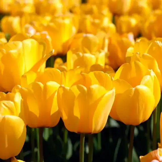 Тюльпан Голден Парад