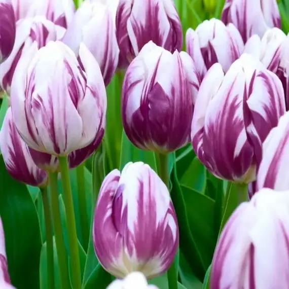 Тюльпан Флэминг Принс