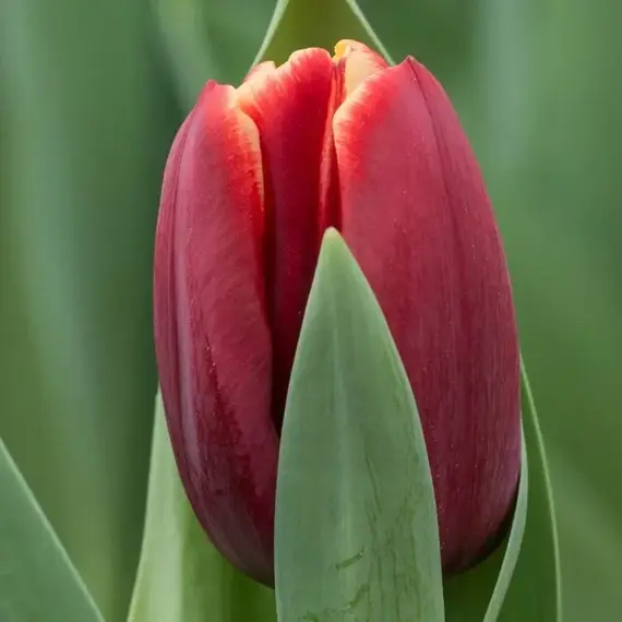 Тюльпан Армани