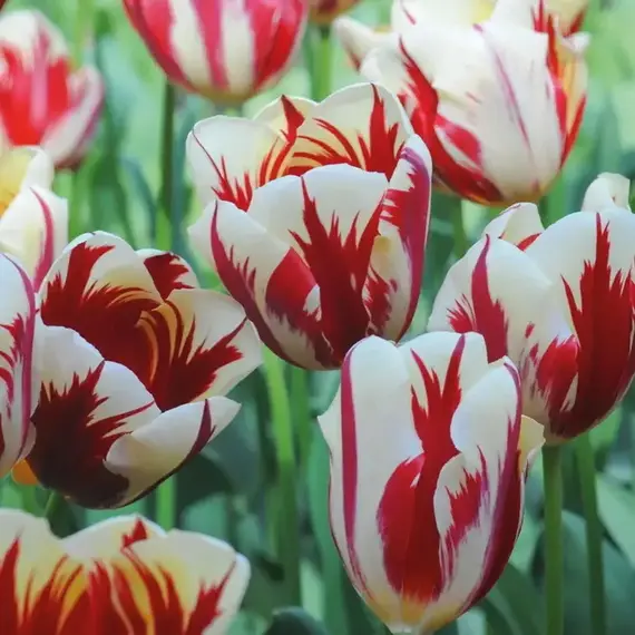 Тюльпан Карнавал де Рио