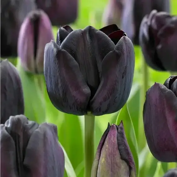 Тюльпан Пол Ширер