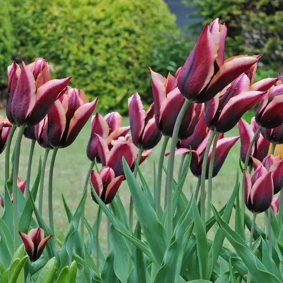 Тюльпан Слава