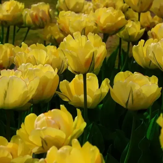 Тюльпан Акебоно