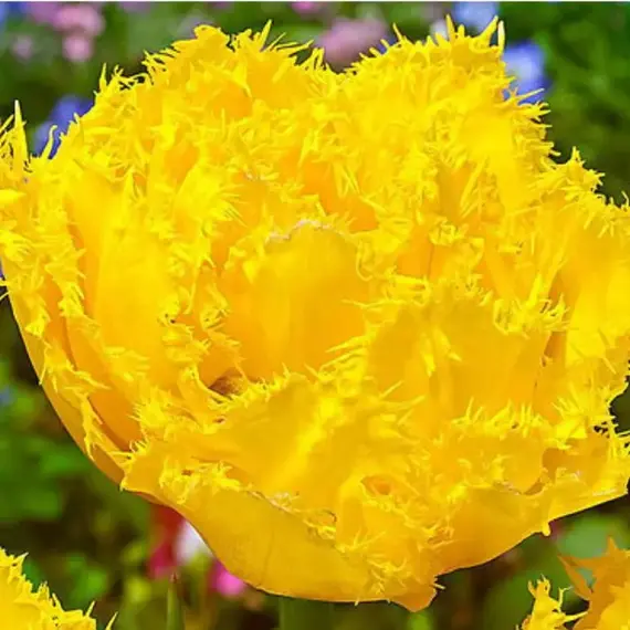 Тюльпан Экзотик Сан