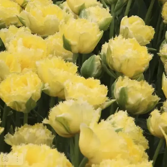 Тюльпан Лемон шоот