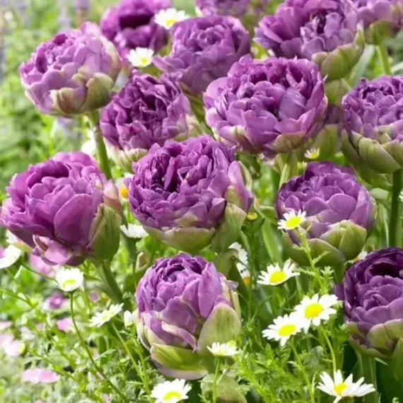 Тюльпан Блю Вау