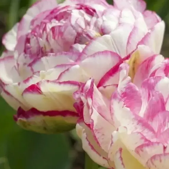 Тюльпан Дабл Тач