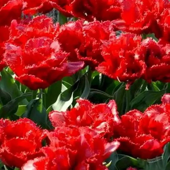 Тюльпан Лион Кинг