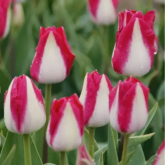 Тюльпан Амстердам